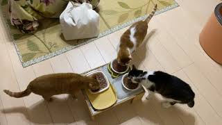 朝ごはん食べるニャリ。今朝も３ニャン揃って元気良く朝ごはんです。#ねこ #猫 #家猫 #猫のいる生活 #朝ごはん #猫の好きな人と繋がりたい #猫繋がり