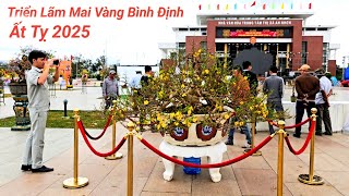 Mai Vàng Bình Định Tết Xuân Ất Tỵ. Triển Lãm Hội Thi Mai Vàng TX An Nhơn Năm 2025.