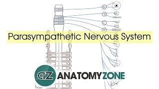 Parasympathetic Nervous System Anatomy