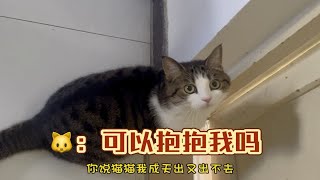 福：懂事的猫猫会有ee心疼吗？成年的猫咪就一定得学会懂事吗？