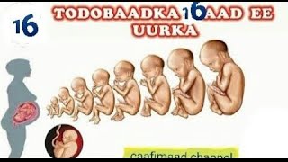 Isbadalka kudhacaayo hooyada uurka leh iyo xubnaha usameesmaayo cunuga isbuuca 16aad ee uurka #uurka