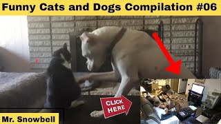 Funniest Animals Video 2022 😂 Funny Cats And Doga Videos 🐱🐶 | Compilation part #06