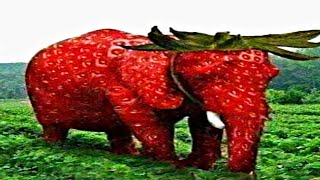 strawberry elephant