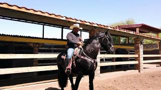 Como Flexionar el Cuello a tu Caballo - Caballos del Colorado