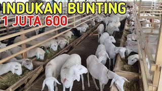 HARGA INDUKAN BUNTING 1 JUTAAN