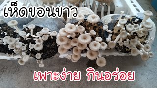 เห็ดขอนขาว อร่อย ดก เพาะง่าย