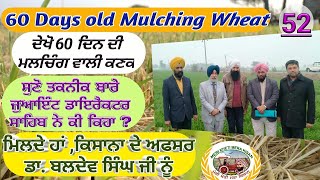 Mulching Wheat 60 days old (ਡਾ. ਬਲਦੇਵ ਸਿੰਘ ਜੀ ਦੇ ਤਕਨੀਕ ਬਾਰੇ ਵਿਚਾਰ) Shergill Markhai