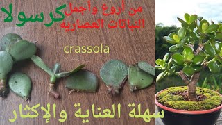 نبتة الكرسولا/ plants/crassola/نباتات داخليه وخارجيه/طريقةالعنايةوالإكثار