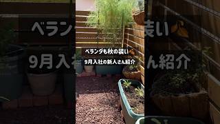 9月入社の新人さん🕴️       #ベランダ菜園 #プランター菜園 #家庭菜園 #gardening #shorts