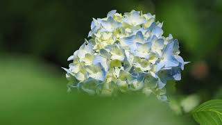 紫陽花  hydrangea