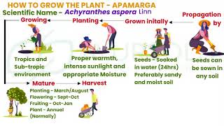 MEDICINAL PLANTS OF AYURVEDA - APAMARGA - Achyranthes aspera