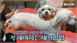 강아지 슬개골탈구or십자인대 수술 후 필수 재활방법