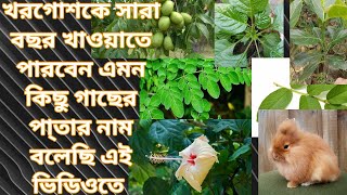 খরগোশ কে ঘাসের বিকল্প কোন কোন গাছের পাতা সারাবছর খাওয়াতে পারবেন? Rabbit Farm