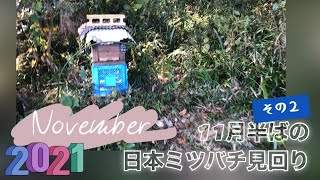 越冬と分蜂と巣😆【日本ミツバチ】について思うこと💝11月半ば🍁山の蜂場の見回り②🐝✨✨💫