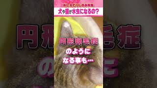 犬や猫が水虫になるの？ #shorts #皮膚科 #しのぶ先生