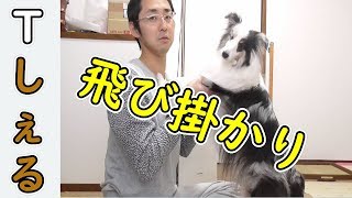 【可愛いシェルティ】犬の飛び掛かりについて