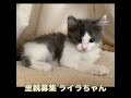 里親募集　ハチワレグレー　ライラちゃん