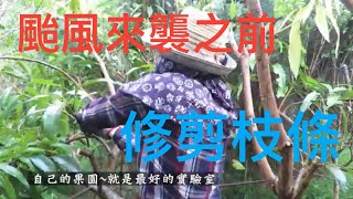 芒果採收之後修剪枝條20230715