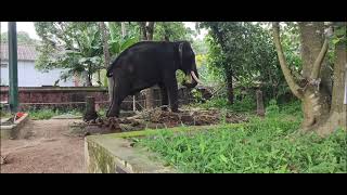 നാവായിക്കുളം ദേവനാരായണൻ വിശ്രമവേളയിൽ /നാവായിക്കുളം ക്ഷേത്രം /TDB