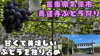 【三重県名張市】青蓮寺ぶどう狩り食べ放題で大満喫