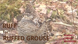 Ruff for RUFFED GROUSE - APACHE'S CORNER OUTDOORS