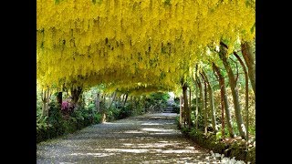 Amazing and Most Beautiful Golden Chain Flowers | Laburnum