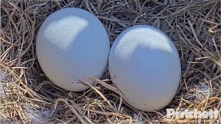 SWFL Eagles ~ Precious Cargo On Board! Beautiful Views Of Harriet \u0026 M15's Eggs! 💕 💞 💕 12.3.22