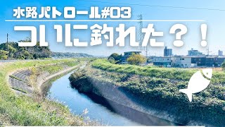 【小物釣り】水路パトロールでついにタナゴが釣れた？！【タナゴ釣り】Micro Fishing in Japan