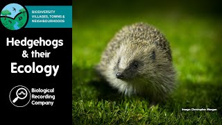 Hedgehogs and their Ecology