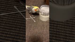 綿棒で遊ぶオカメインコ