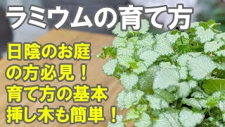 ラミウムの育て方 日陰のお庭の救世主！実はすごいパフォーマンス！