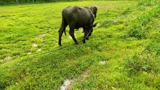 എന്റെ പോത്ത് വളർത്തൽ |Buffalo Farming in kerala| pothu valarthal kerala| VB VLOGS |