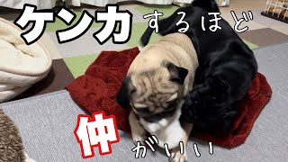 だいきちもいつもやられてばかりじゃありません【多頭飼い】