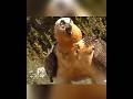 How this bird eats only dust? #shortvideos #facts #amazingfacts