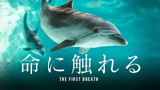 「命に触れる」バンドウイルカ、メリーの出産 - 短編ドキュメンタリー 【おたる水族館】