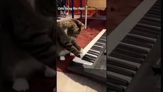 Cats Doing the Most Random Things