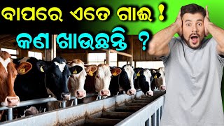 ବାପରେ ଏତେ ଗାଈ କଣ ଖାଉଛନ୍ତି || How should be the feed management in dairy farm ? @EfarmingOdisha