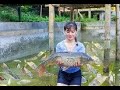 Catch a lot of fish in the fish pond and sell them in the market # Pastoral Life # Sannong # Rural