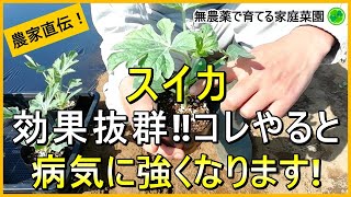 【スイカ栽培】苗を植える時のひと手間で成功率がアップします！【有機農家直伝！無農薬で育てる家庭菜園】　24/4/20