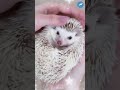 LUCU IMUT | LANDAK MINI Dielus Kepalanya #landakmini #hedgehog