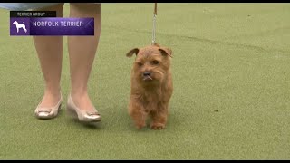 Norfolk Terriers  Breed Judging 2023