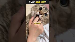 고양이가 승질을 내면?