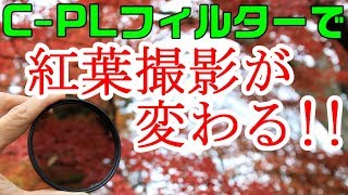 PLフィルター使って紅葉撮影してきた【EOS R】【作例付き】