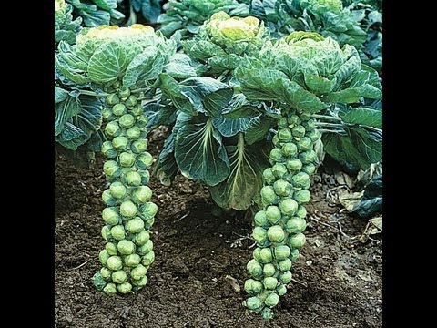 How To Grow Brussels Sprouts Pruning & Trimming #64 Heirloom Organic Vegetable Garden How To Grow Brussels Sprouts Pruning & Trimming #64 Heirloom Organic Vegetable Garden