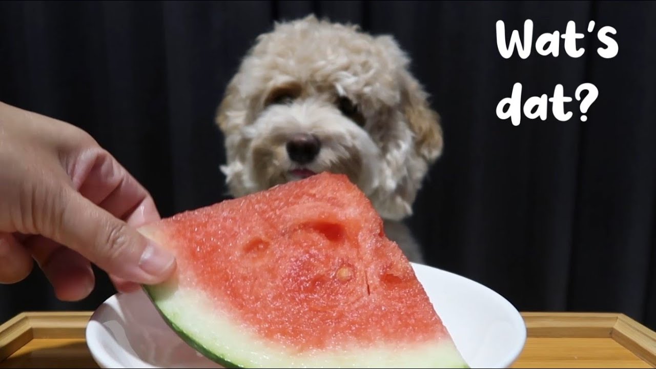 Asmr Dog Eating Watermelon Show Youtube