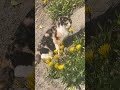 お花見ねこちゃん 2024 04 02