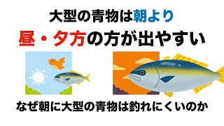 大型の青物は朝マズメより昼、夕マズメの方が出やすい。その理由とは