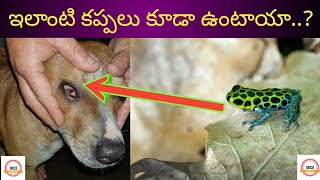 Top 5  Dangerous Poisonous Frogs In The World | Complete Information In Telugu | SKCB Telugu Facts