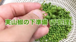 実山椒の下準備（下処理）