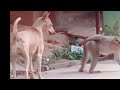 dog and monkey ass sex meeting funny my voice